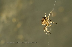 _MG_0054